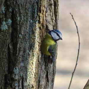 Blue Tit