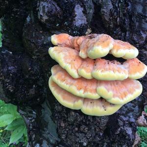 Chicken Mushroom