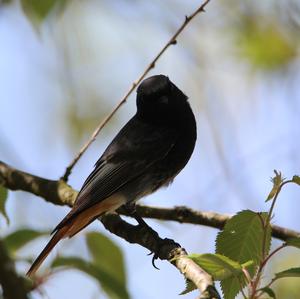 Black Redstart