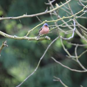 Eurasian Chaffinch