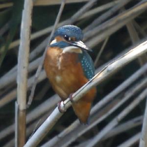 Common Kingfisher