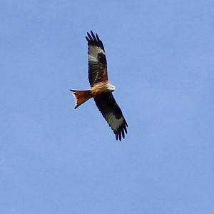 Red Kite