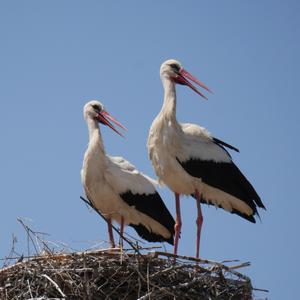 White Stork