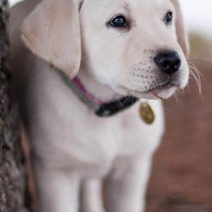 Retriever (Labrador)