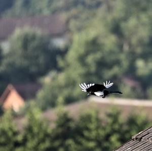 Black-billed Magpie