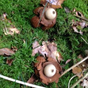 Collared Earthstar