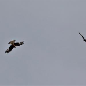 Red Kite