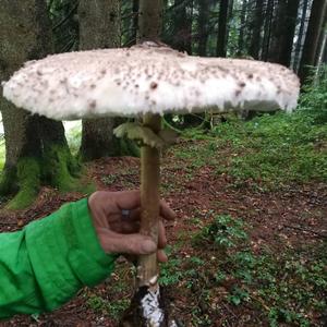 Parasol Mushroom