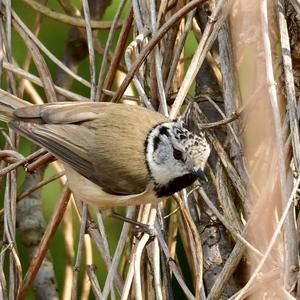 Crested Tit