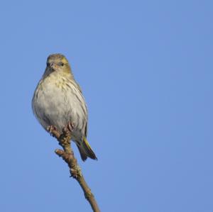 Eurasian Siskin