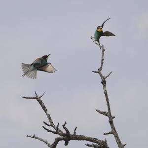 European Bee-eater