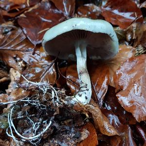 Blue-green Stropharia