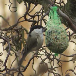 Marsh Tit