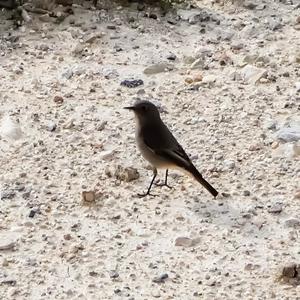 Black Redstart