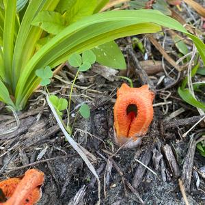 Unknown Species