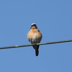 Common Redstart