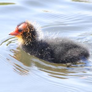 Bläßhuhn