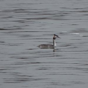 Great Crested Grebe