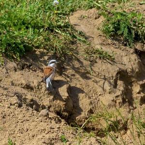 Red-backed Shrike