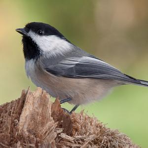 Black-capped Chickadee