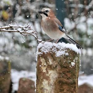 Eurasian Jay