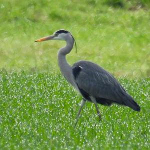 Grey Heron