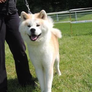 Akita Inu