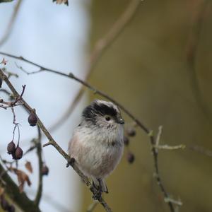 Long-tailed Tit