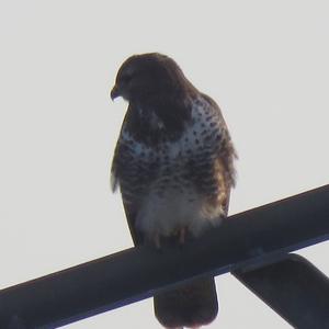 Common Buzzard