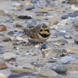 Horned Lark