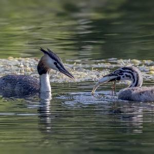 Great Crested Grebe