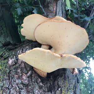 Dryad`s Saddle