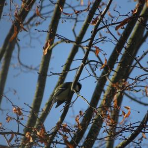 Great Tit