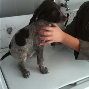 Pointer (German Shorthaired)