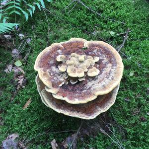 Turkey-tail