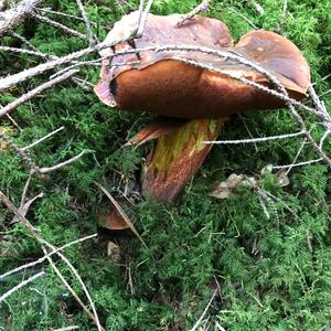 Dotted-stem Bolete