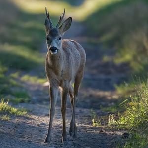 European Roe Deer