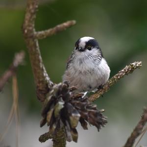 Long-tailed Tit