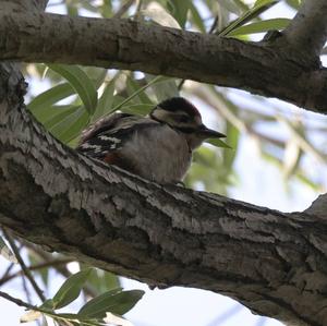 Great Spotted Woodpecker