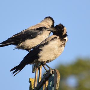 Hooded Crow