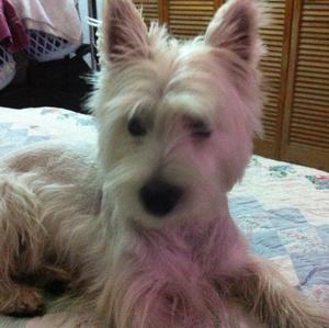 West Highland White Terrier