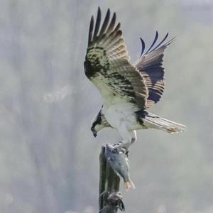 Osprey