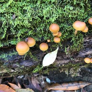 Deadly Galerina