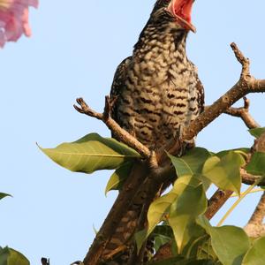 Asian Koel