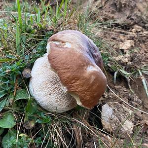 King Bolete