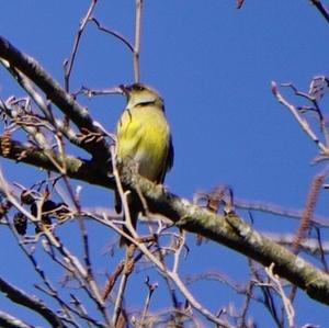 European Serin