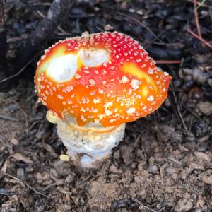 Fly Agaric