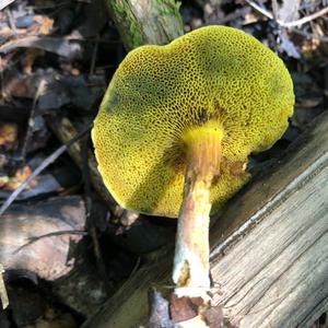 Red-cracked Bolete