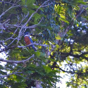 Ringed Kingfisher