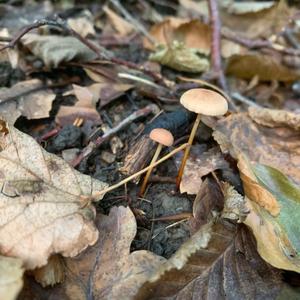 Garlic Marasmius